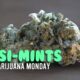 Dosi-Mints Marijuana Monday