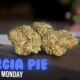 Georgia Pie Marijuana Monday