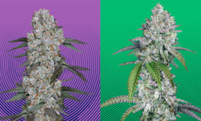 How Genetics Became the Industry’s Most Valuable Asset – Ganjapreneur