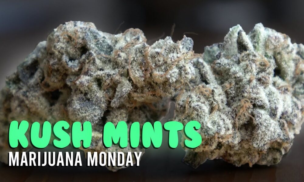 Kush Mints Marijuana Monday