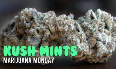 Kush Mints Marijuana Monday