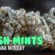 Kush Mints Marijuana Monday