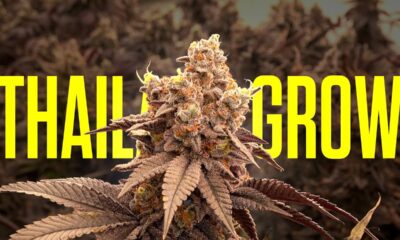 Modern Grow in Thailand 2024