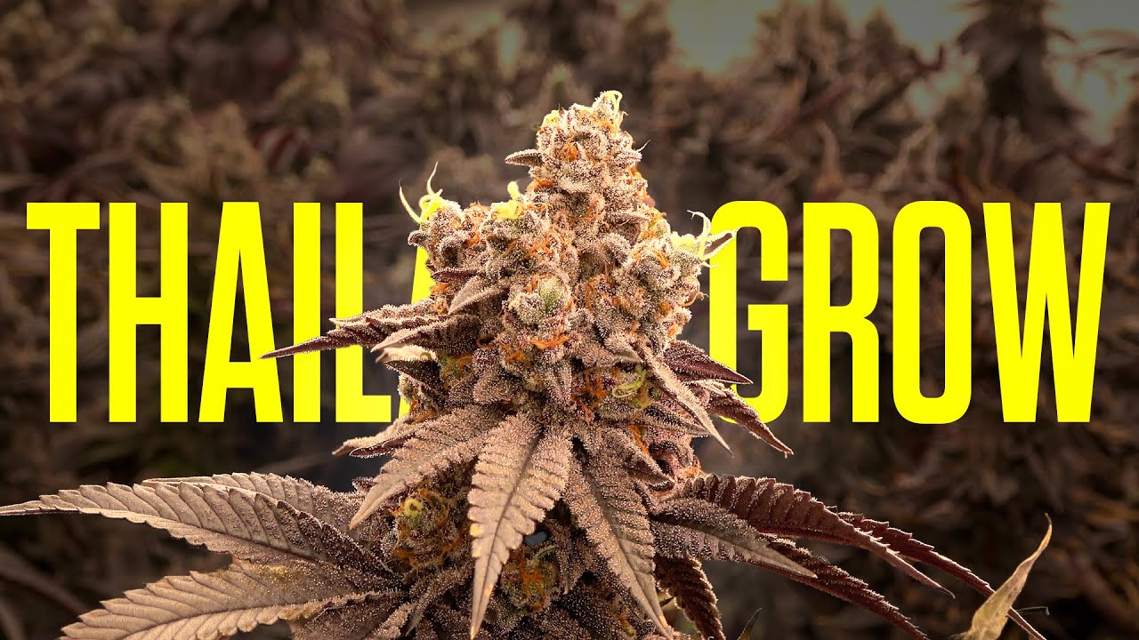 Modern Grow in Thailand 2024