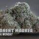 Permanent Marker Marijuana Monday