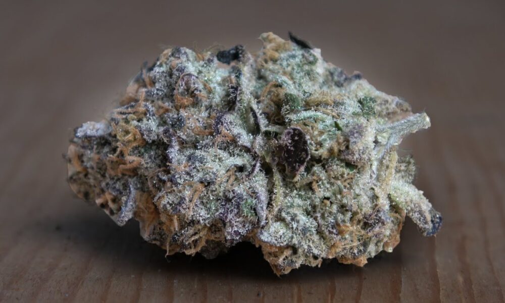 Sherbanger #22 Toking Tuesday