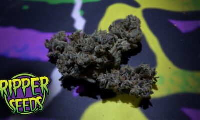 Spannabis 2024 Ripper Seeds