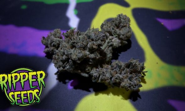 Spannabis 2024 Ripper Seeds