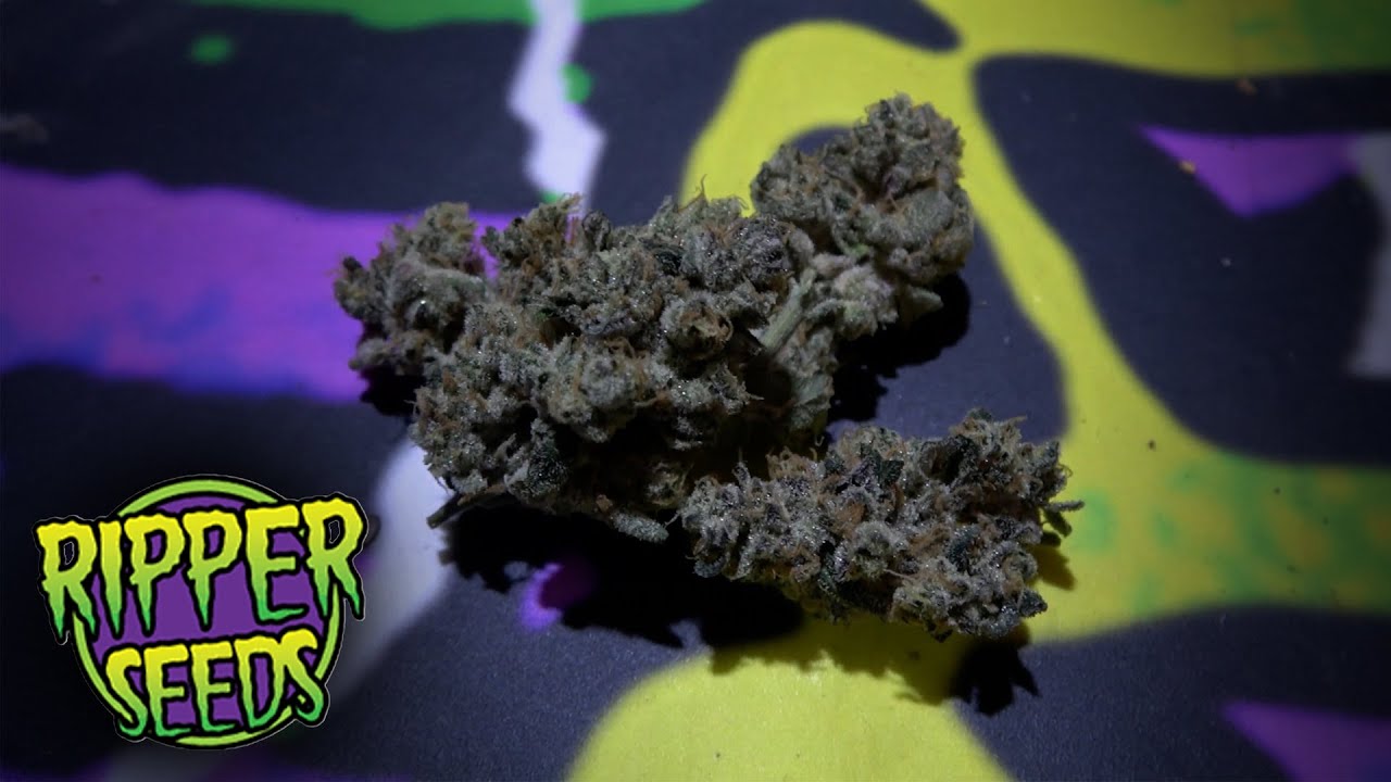 Spannabis 2024 Ripper Seeds