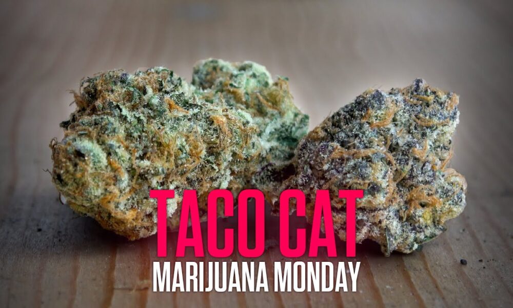 Taco Cat Marijuana Monday