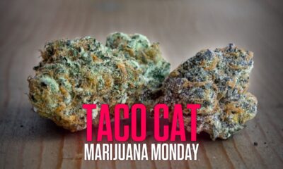 Taco Cat Marijuana Monday