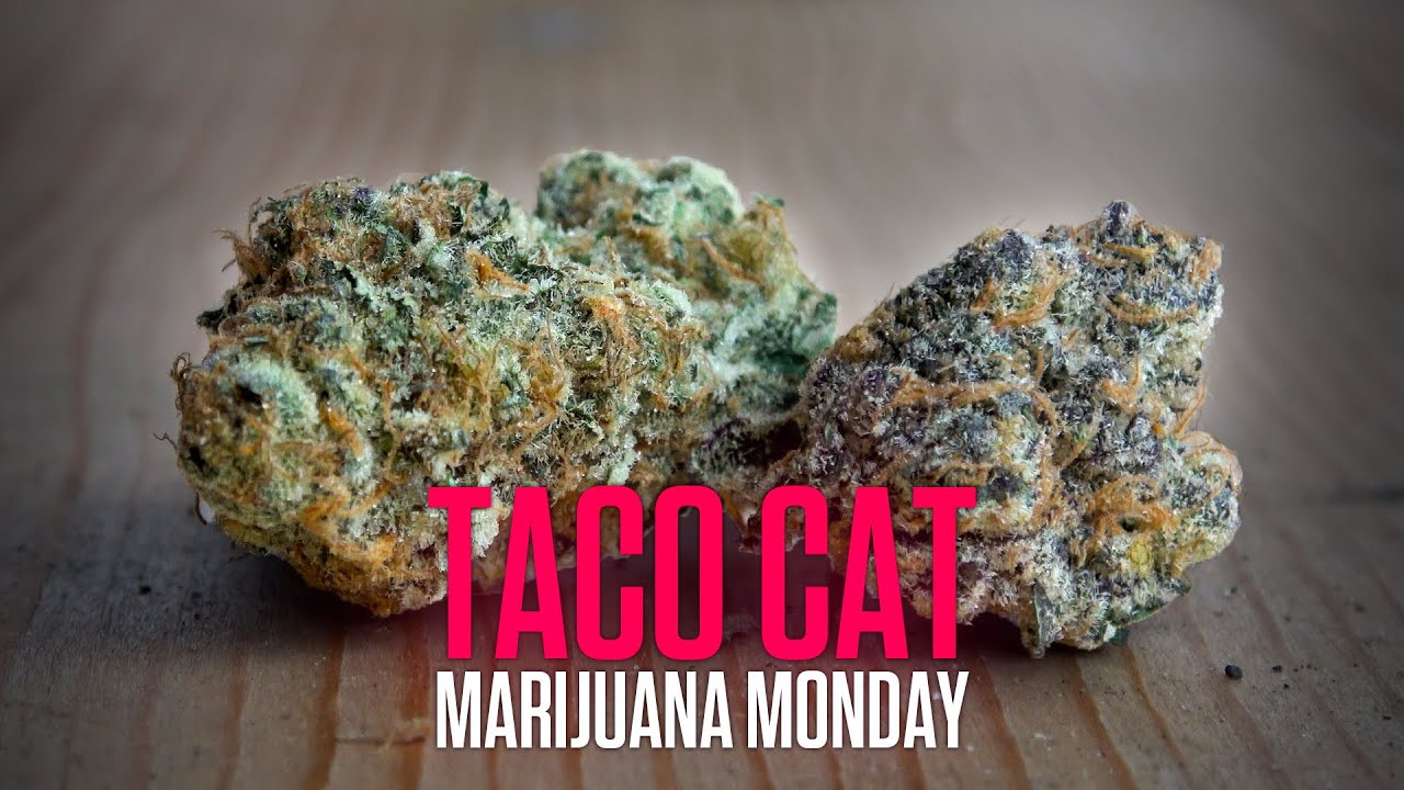 Taco Cat Marijuana Monday