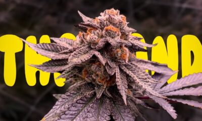 Visiting Four Twenty Farms in Thailand