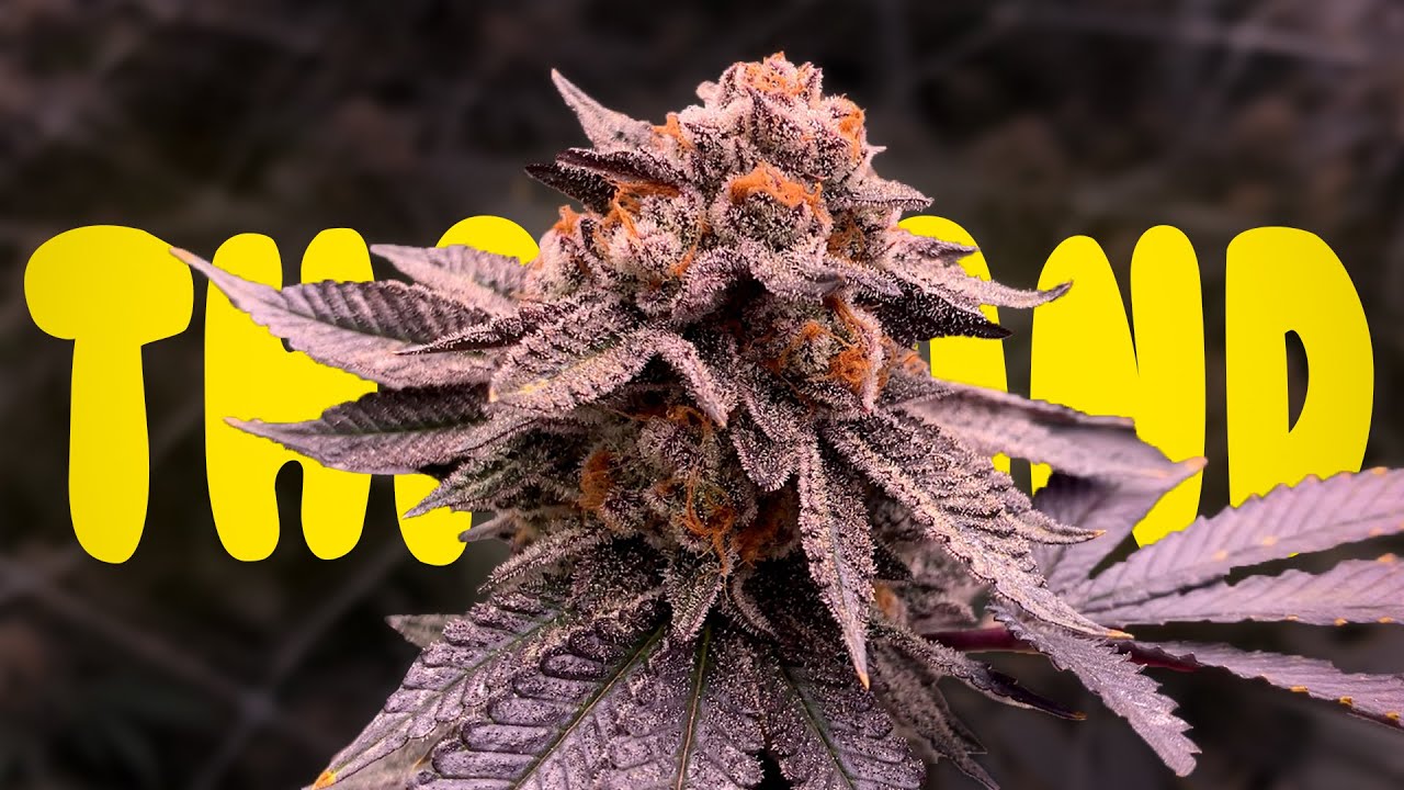 Visiting Four Twenty Farms in Thailand