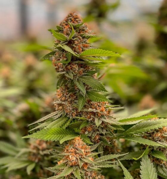 Marijuana Retail Report