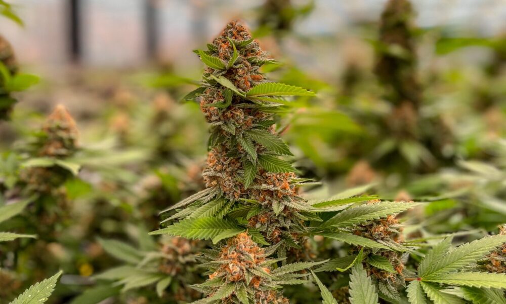 Marijuana Retail Report