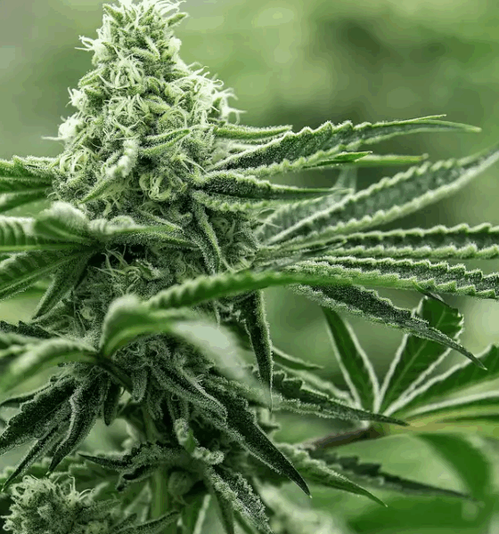 Marijuana Retail Report