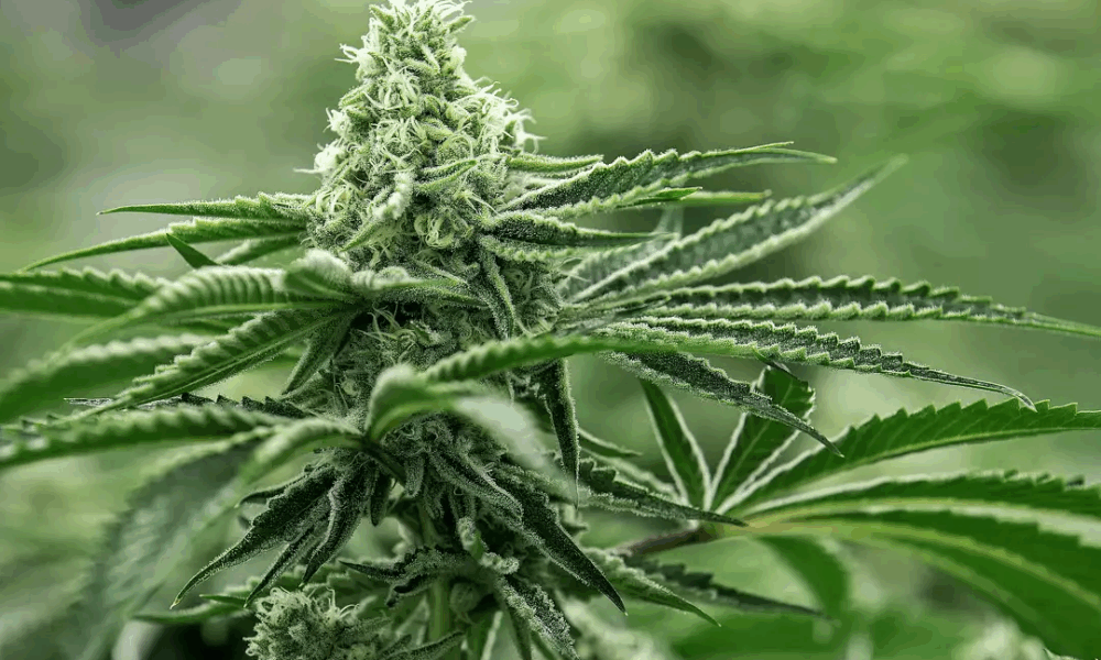 Marijuana Retail Report