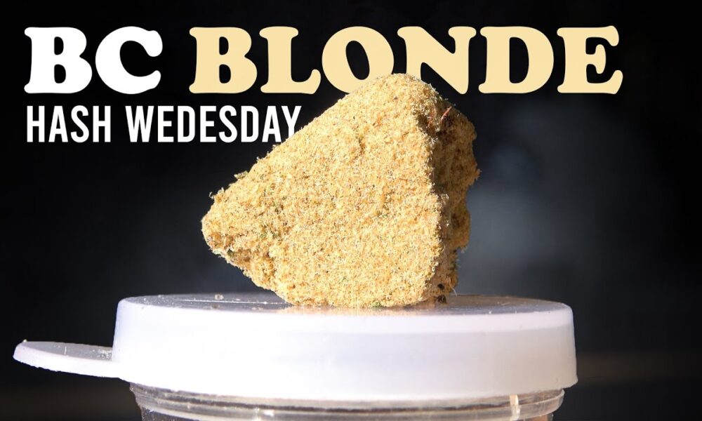 BC Blonde Hash Wednesday