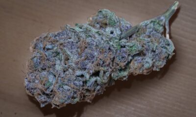 Black Cherry Punch Marijuana Monday AT NIGHT!