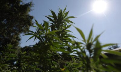 Cannabis Reclassification Could Finally End The Industry’s Financial Exile