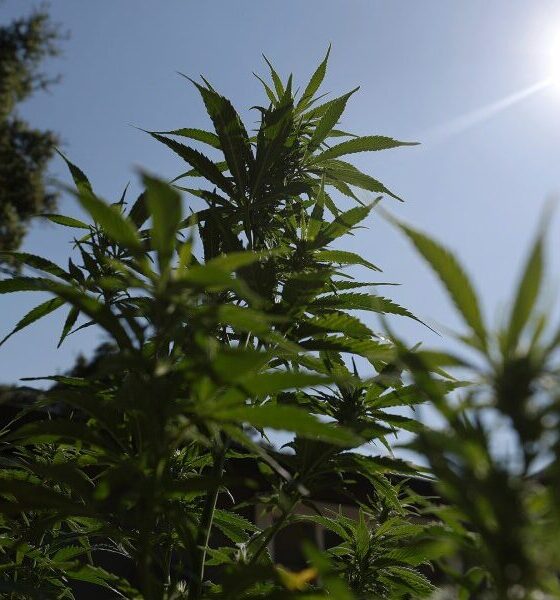 Cannabis Reclassification Could Finally End The Industry’s Financial Exile