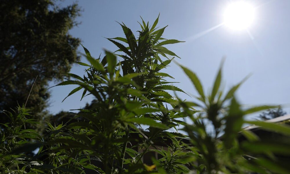 Cannabis Reclassification Could Finally End The Industry’s Financial Exile