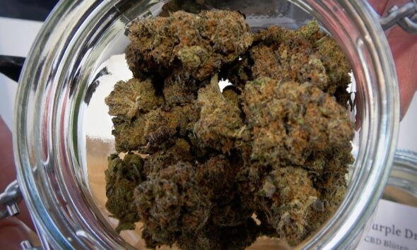 Cannabis Sommelier Booth CannaTrade Switzerland 2023