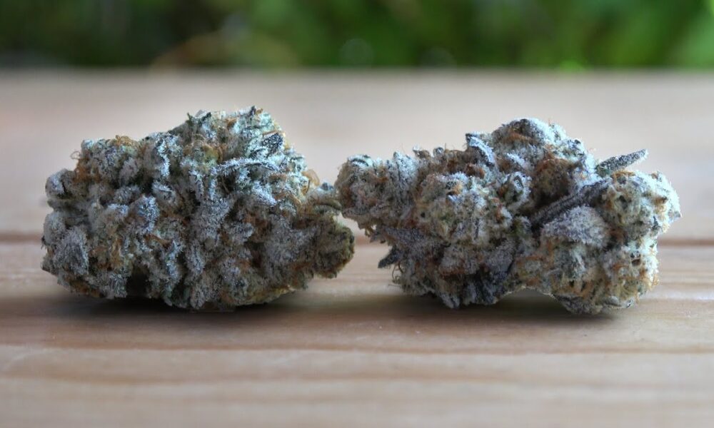 Ego Checker Marijuana Monday