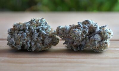 Ego Checker Marijuana Monday