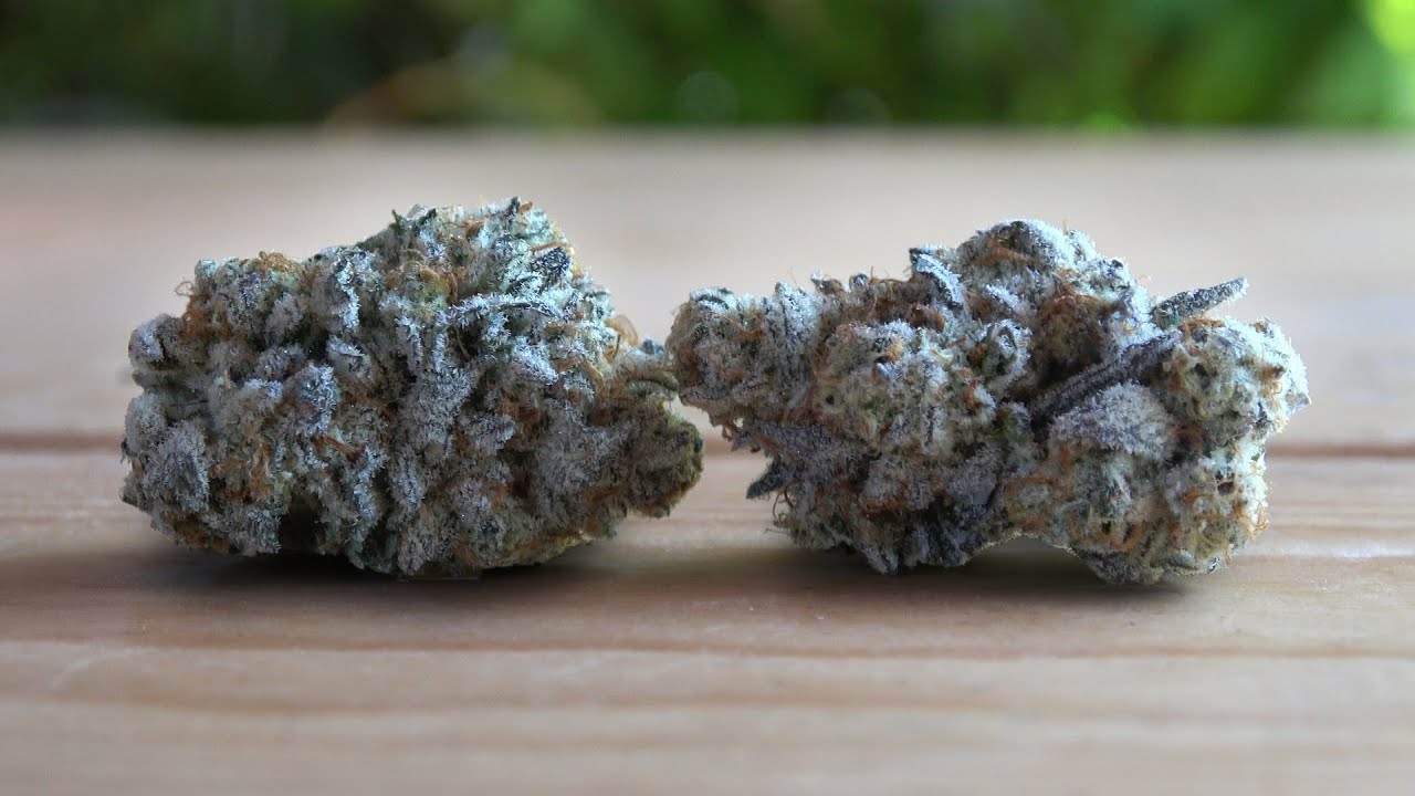 Ego Checker Marijuana Monday