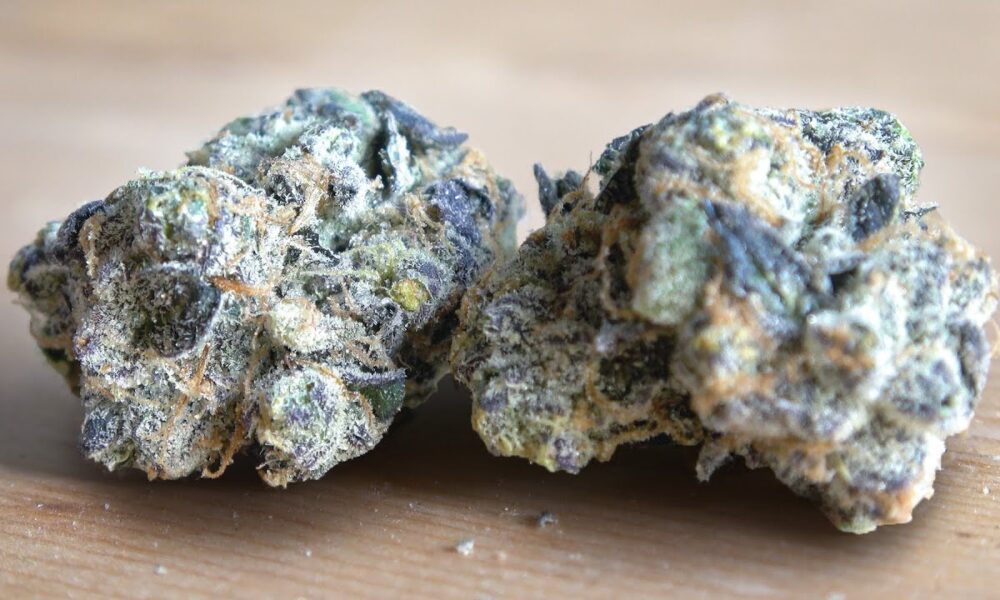 GMO aka Garlic Cookies Marijuana Monday