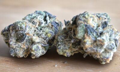 GMO aka Garlic Cookies Marijuana Monday