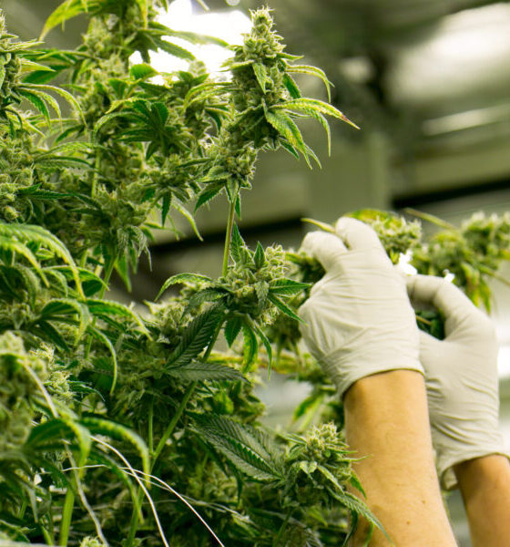 Marijuana Retail Report