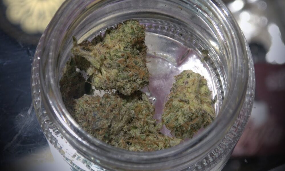 Spannabis 2023 Perfect Tree