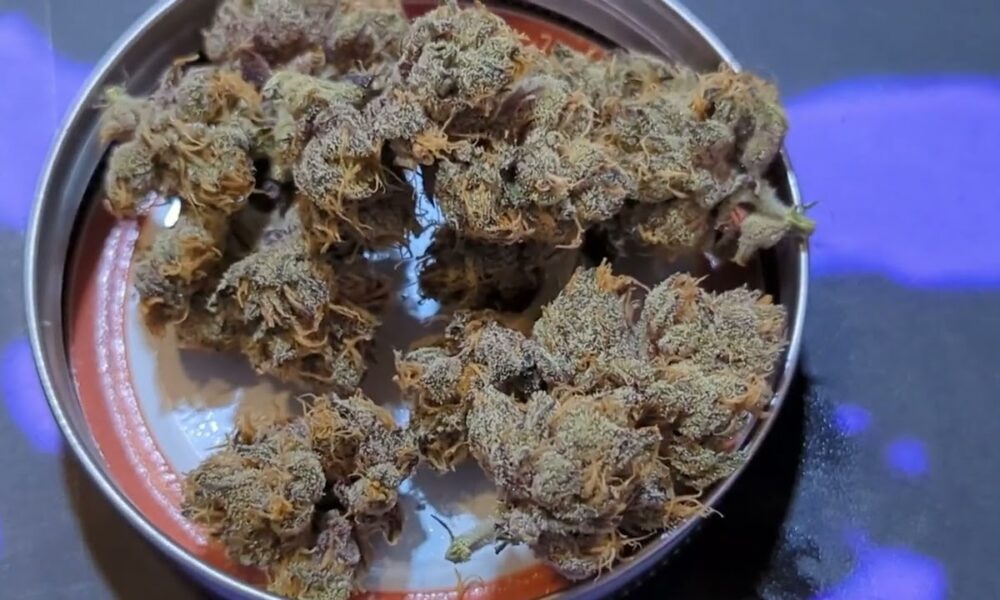 Spannabis 2023 Ripper Seeds Booth