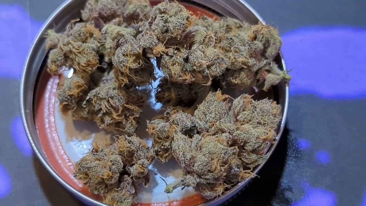 Spannabis 2023 Ripper Seeds Booth