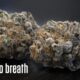 Mendo Breath Marijuana Monday