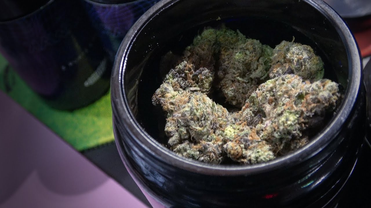 Spannabis 2023 Grounded Genetics Catalogue at Pure Sativa Stand