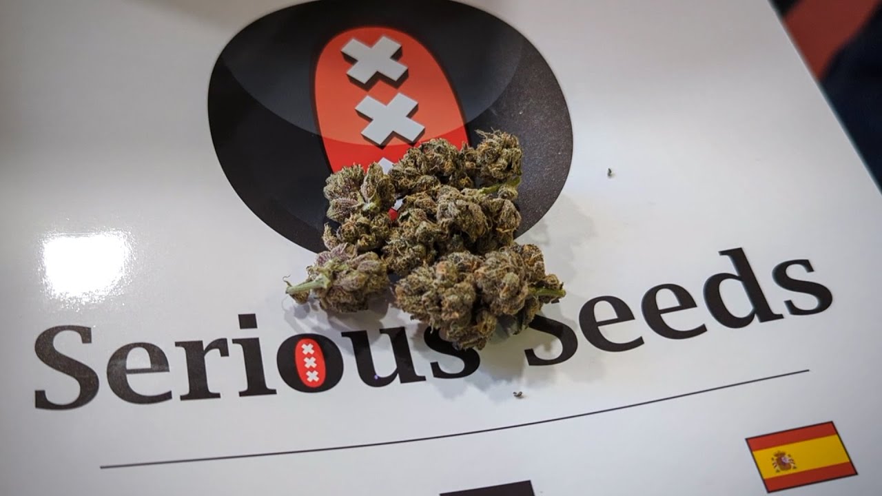 Spannabis 2023 Serious Seeds