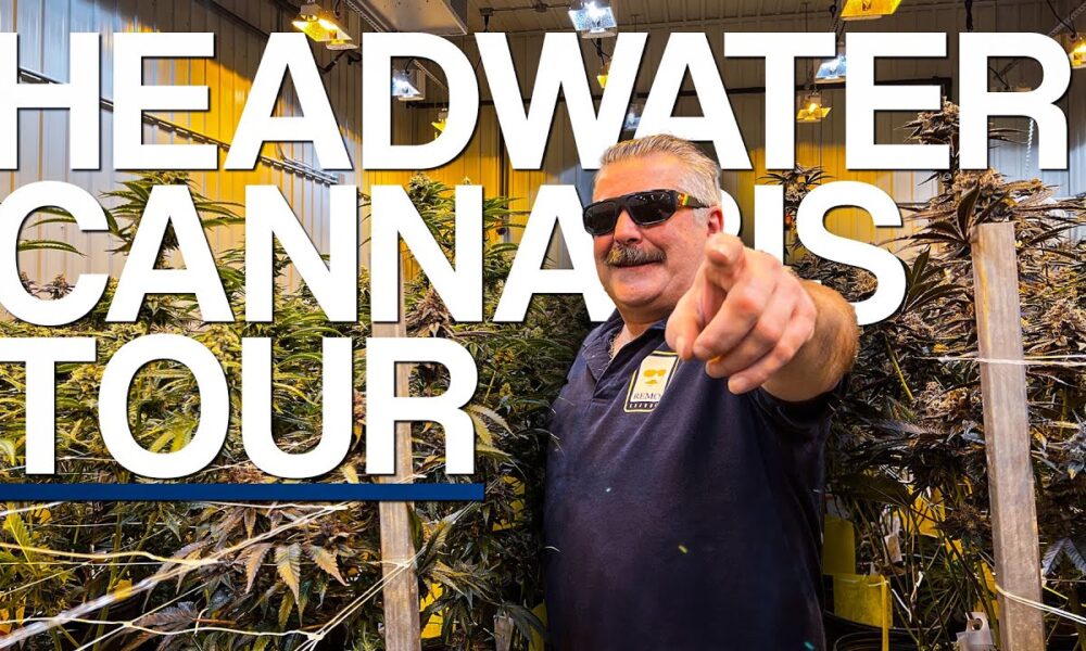 Touring the Headwater Cannabis Facility