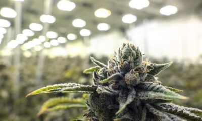 Marijuana Retail Report