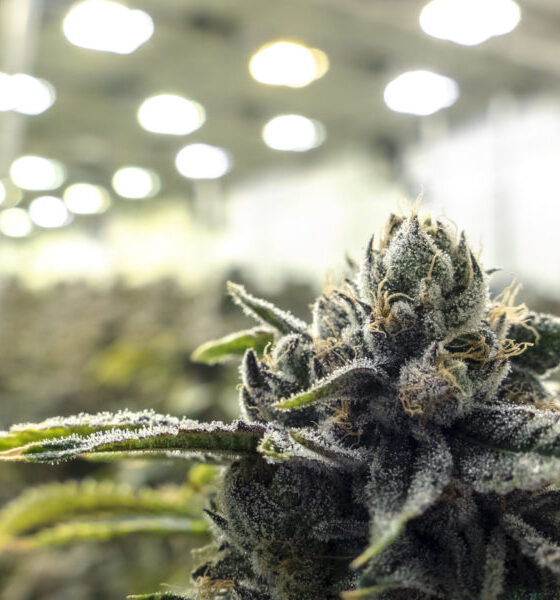 Marijuana Retail Report