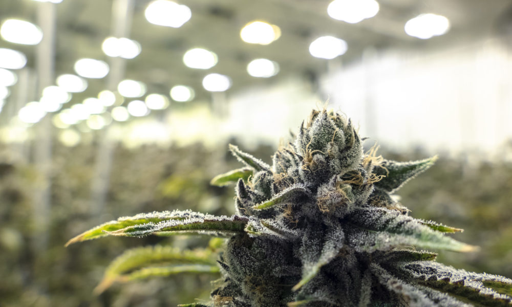 Marijuana Retail Report