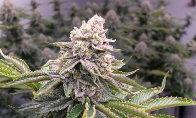 Black Rose Organics in Ontario