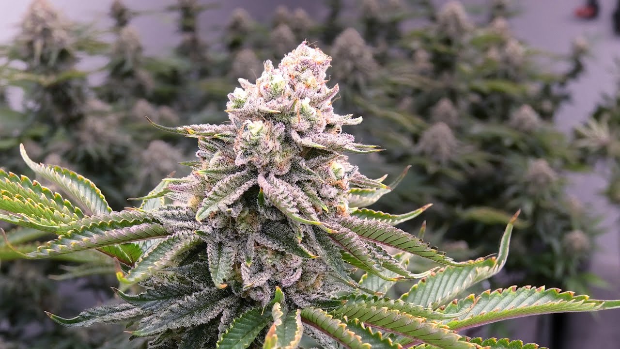 Black Rose Organics in Ontario