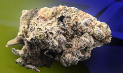 Cake Crasher Marijuana Monday