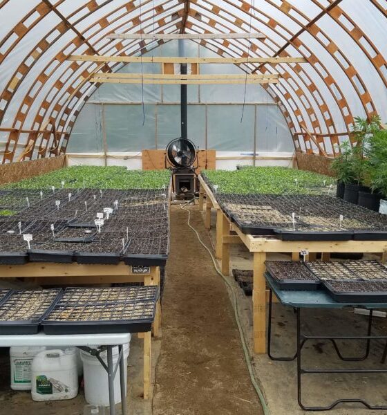 Cannabis Could Be Rescheduled By Fall, Industry Insider Predicts