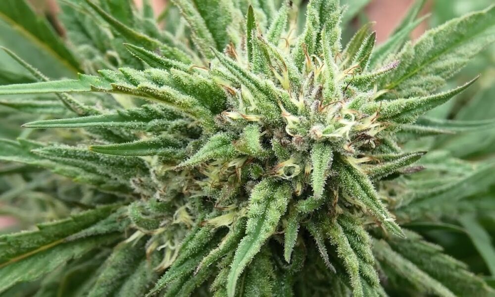 Farmer Dan's Outdoor Garden 2022