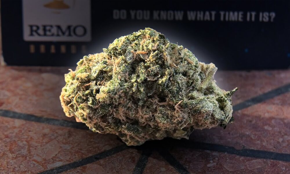 Gelato 41 Marijuana Monday